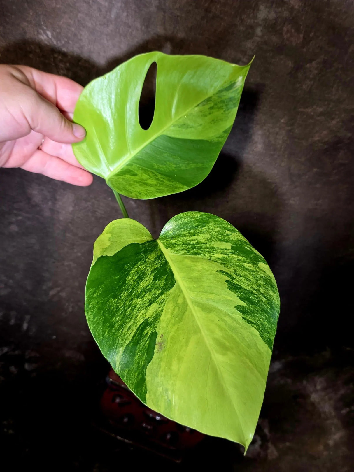 Monstera Aurea Variegated Borsigiana - Monstera Marmota - (June-5-68)