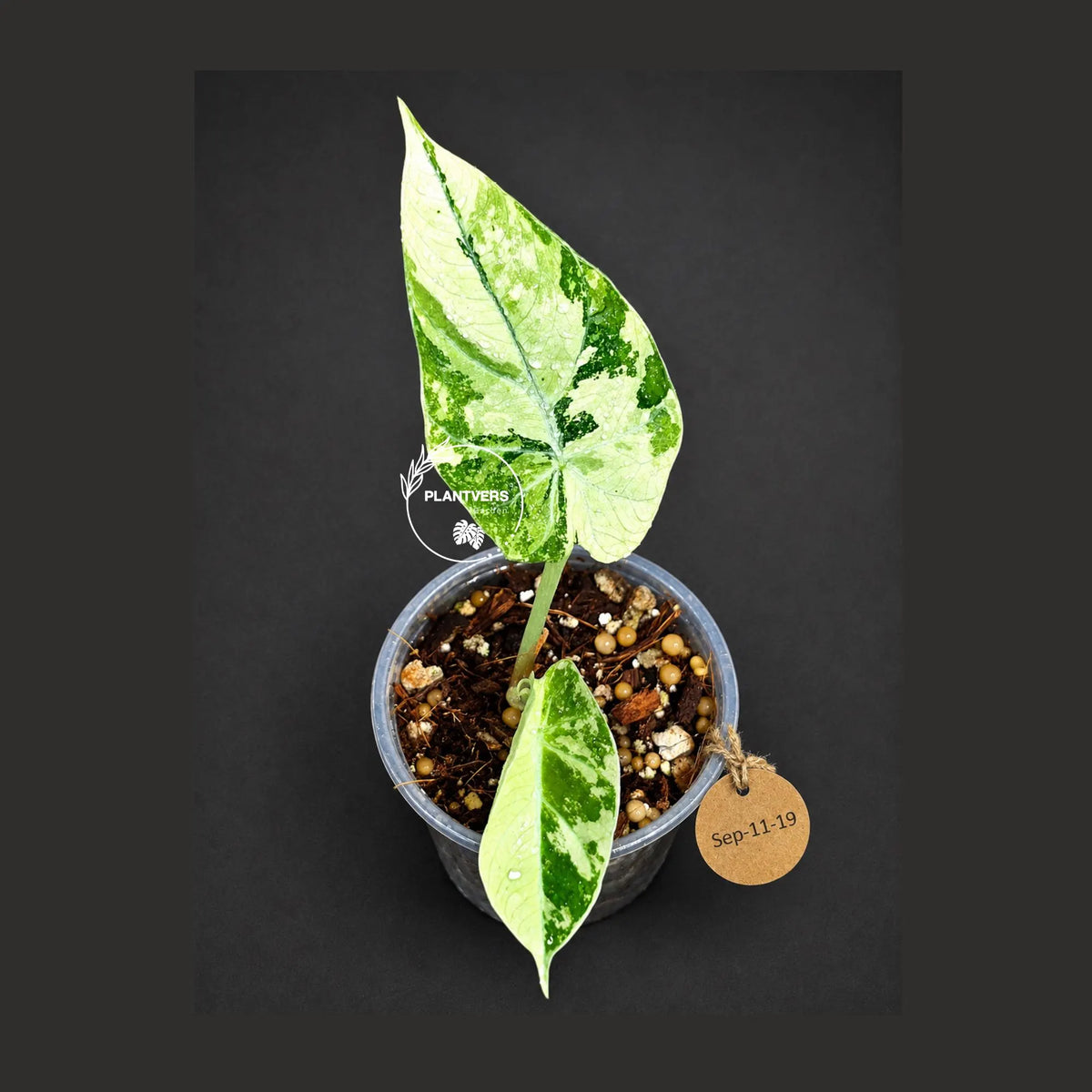 Alocasia Reginula Black Velvet Pink Variegated - Rare Pink Variegated Jewel Alocasia - Collector Houseplant - US Seller