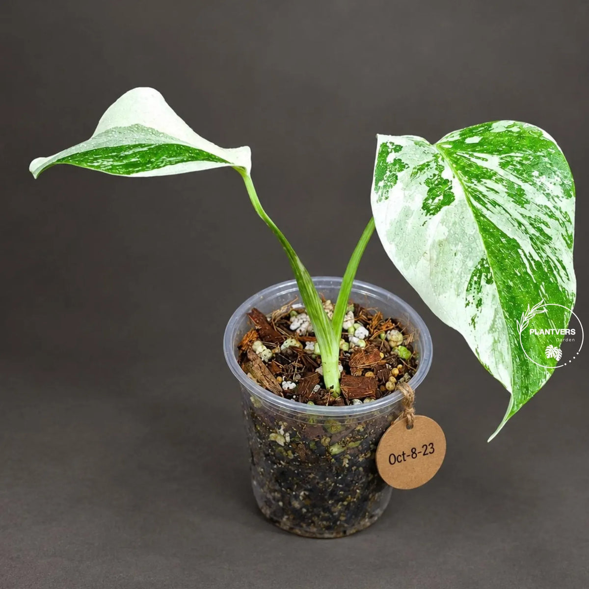 Monstera Albo - Rare Variegated Monstera Borsigiana Albo - Rare Collector Plant - White Monstera Albo - EXACT Same Plant - US Seller