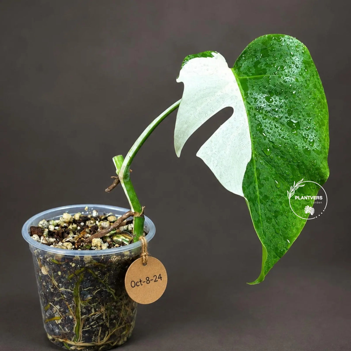 Monstera Albo - Rare Variegated Monstera Borsigiana Albo - Rare Collector Plant - White Monstera Albo - EXACT Same Plant - US Seller