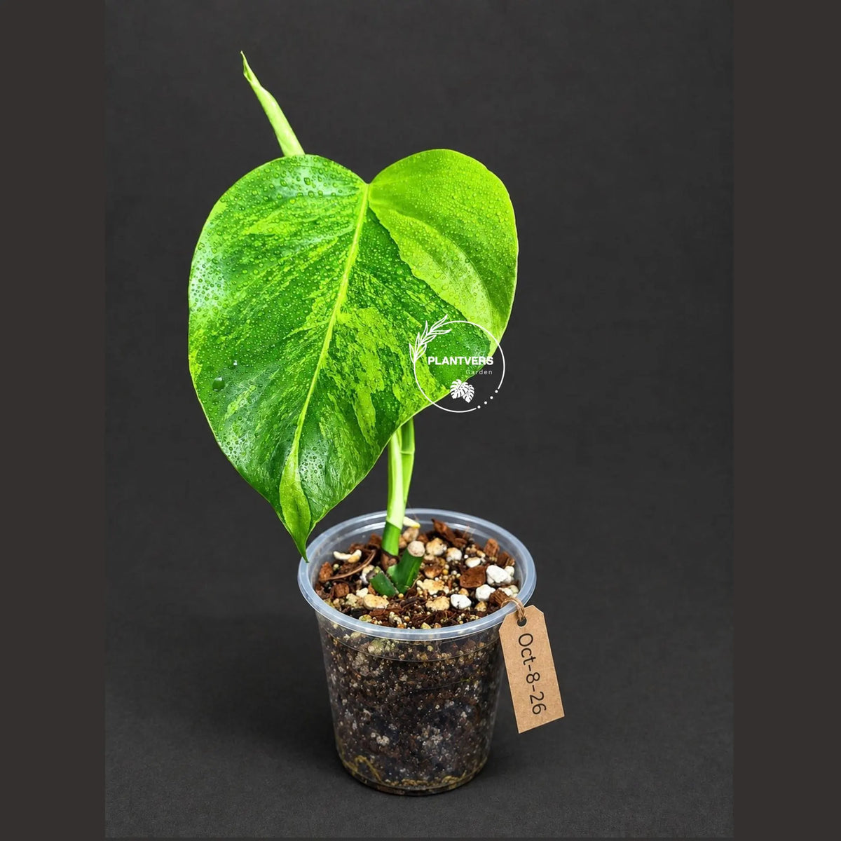 Variegated Monstera Aurea Live Plant - Rare Yellow Variegated Monstera Borsigiana - Collector Grade Houseplant - US Seller