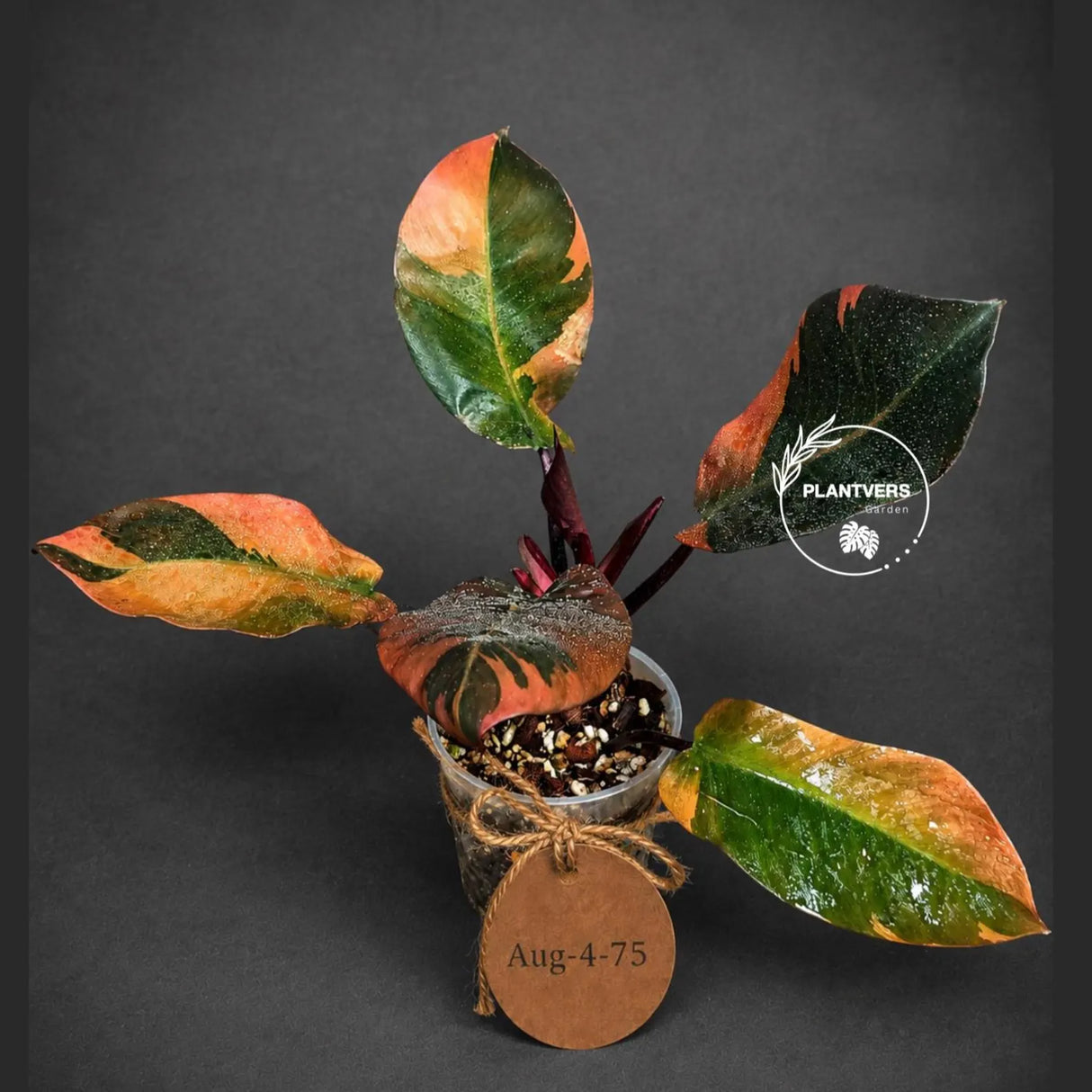 Variegated Black Cardinal Philodendron - Extremely RARE Collector Plant - US Seller - EXACT Same Plant