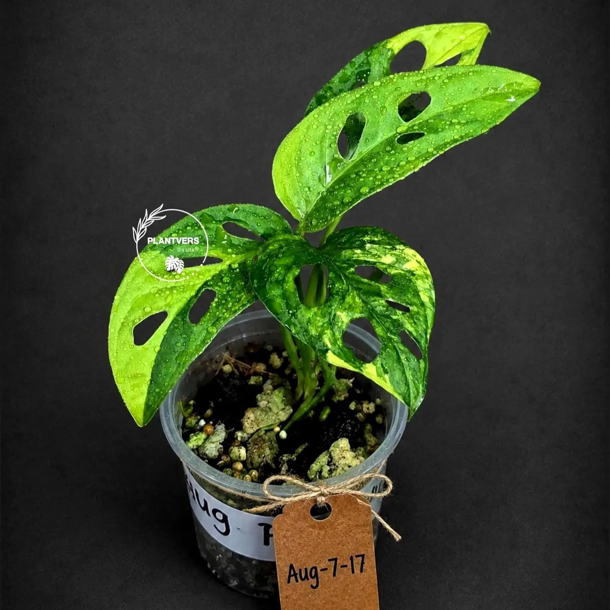 Variegated Monstera Adansonii Aurea Plant - Rare Swiss Cheese EXACT Same Plant - US Seller