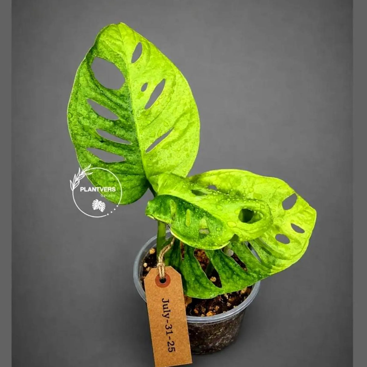 Variegated Monstera Adansonii Aurea Plant - Rare Swiss Cheese EXACT Same Plant - US Seller