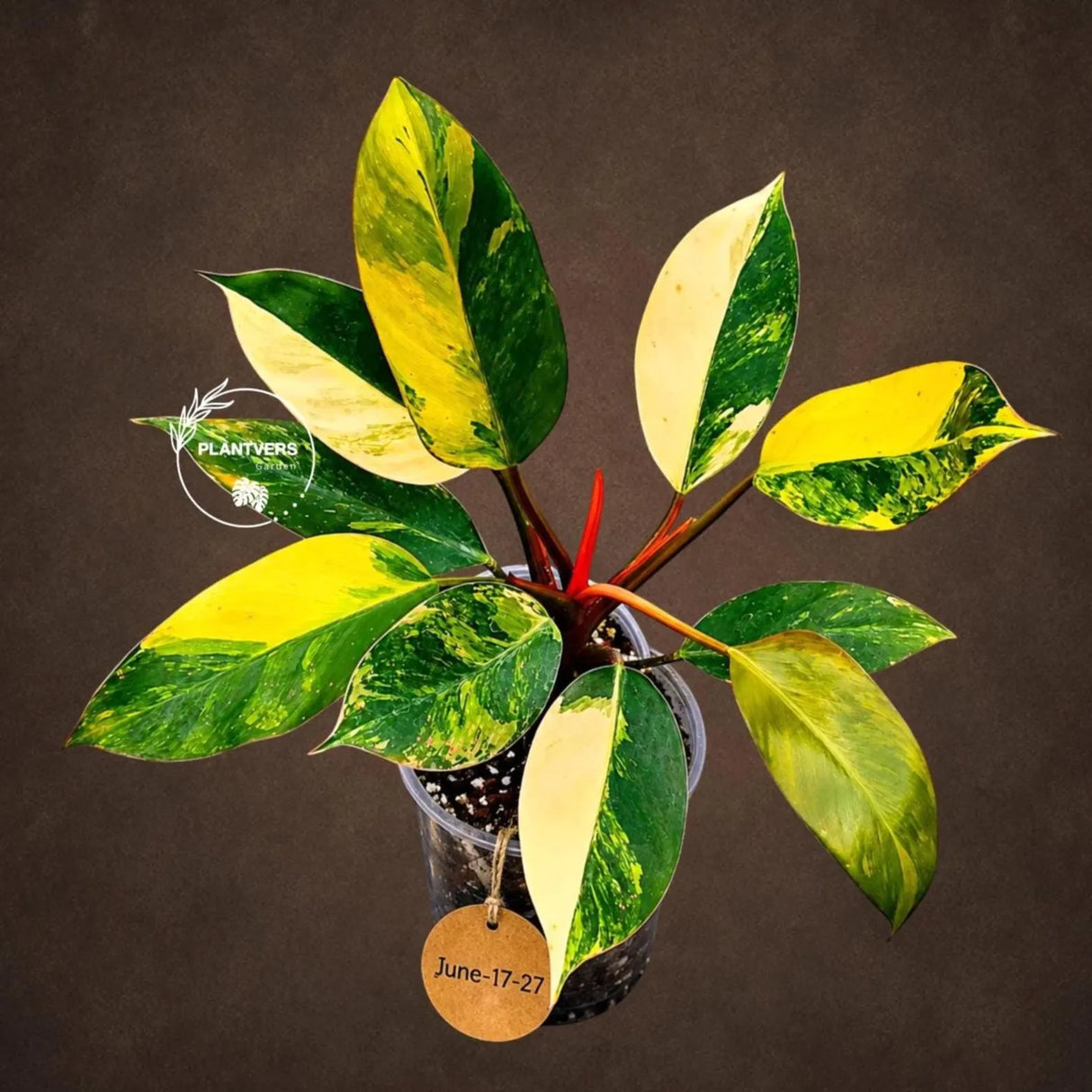 Philodendron "Yellow Congo" variegated - Rare Indoor Plant - Collector's Aroid - EXACT Plant - US Seller