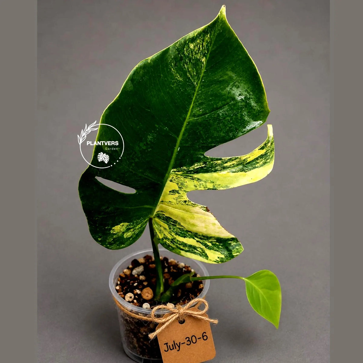Variegated Monstera Aurea Live Plant - Rare Yellow Variegated Monstera Borsigiana - Collector Grade Houseplant - US Seller