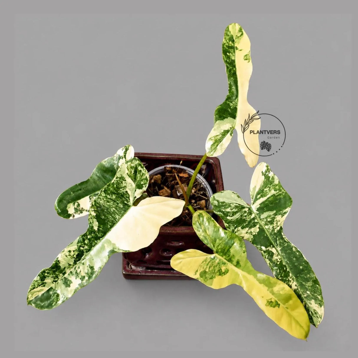 Variegated Philodendron Brown Beauty Live Plant - Rare Florida Beauty x Black Billietiae Hybrid - Exact Same Plant - US Seller