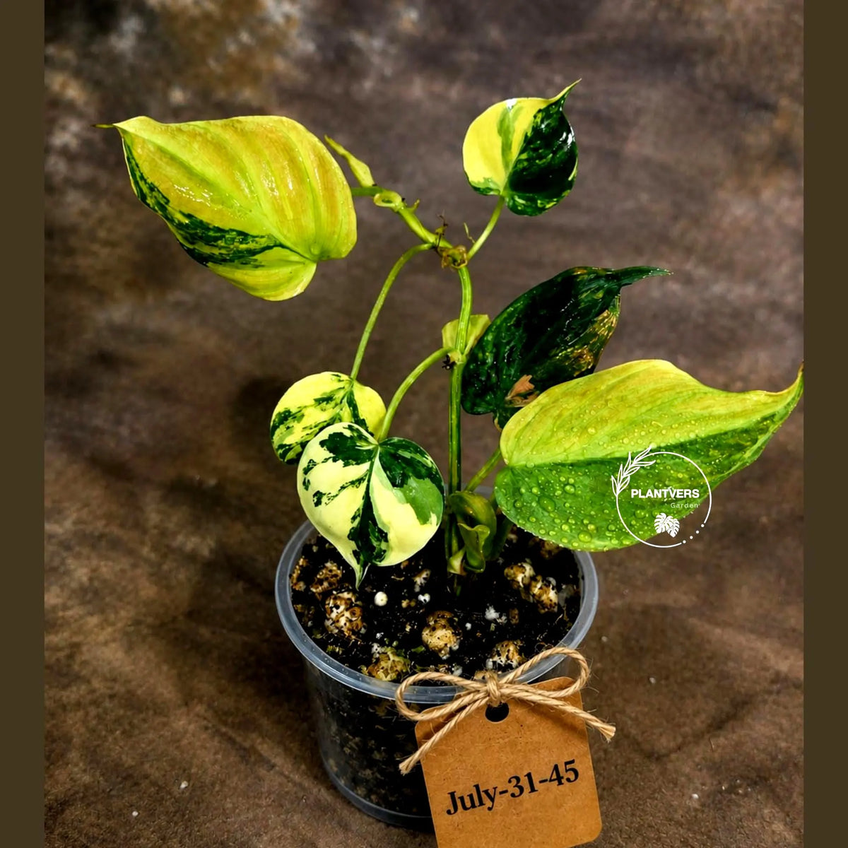 Variegated Philodendron Mican Aurea - Rare Collector Plant - EXACT Plant - US SELLER