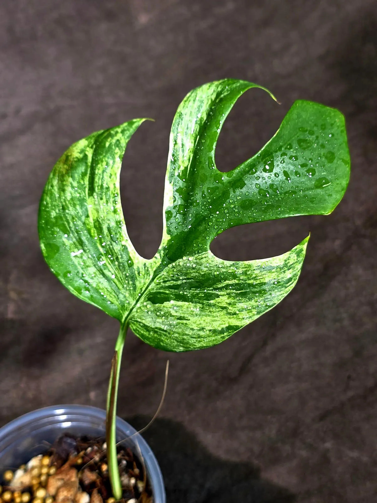 Variegated Rhaphidophora Tetrasperma Migma - (Sep-15-4)