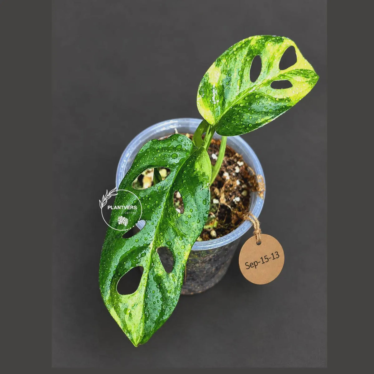 Variegated Monstera Adansonii Aurea Plant - Rare Swiss Cheese EXACT Same Plant - US Seller
