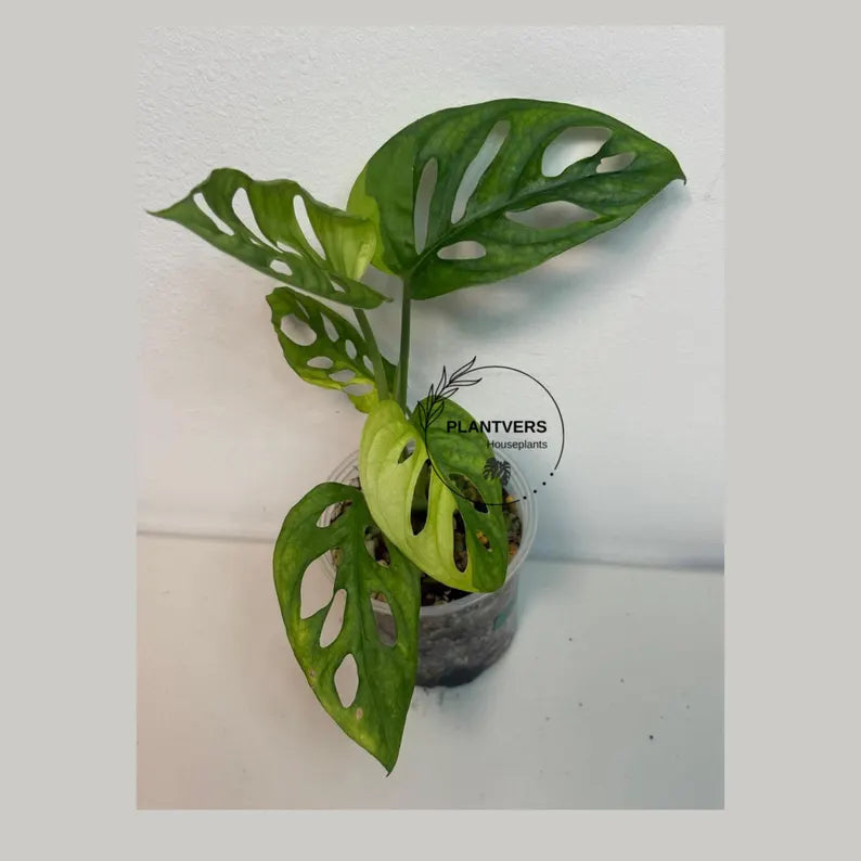 Collector Rare Plant