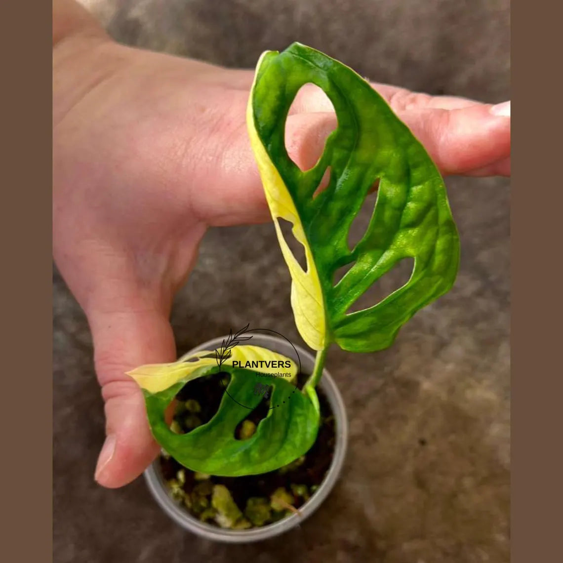 Variegated White Monstera Adansonii Albo