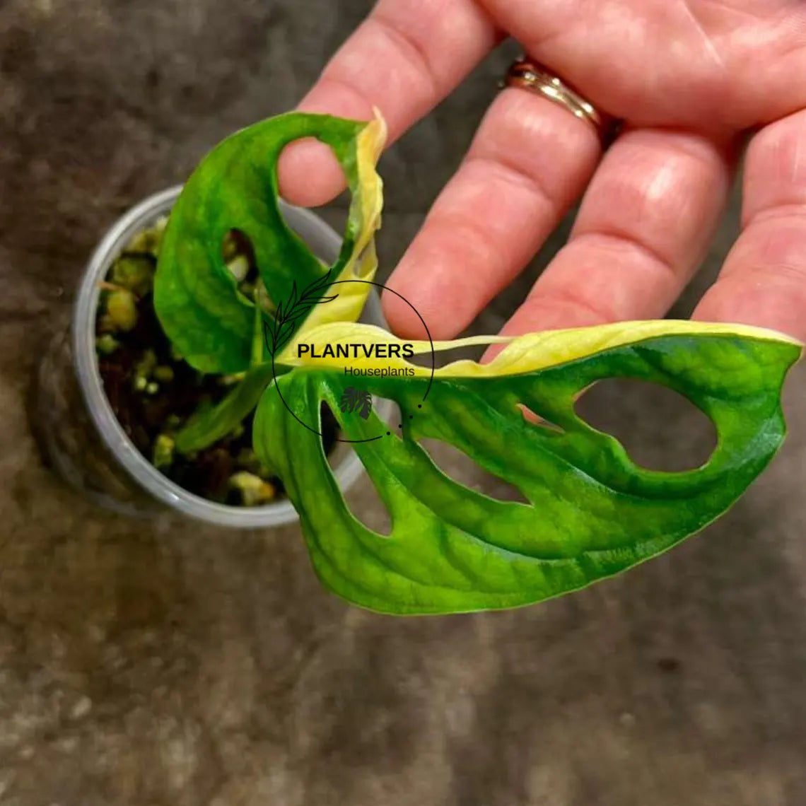 White Monstera Adansonii Albo