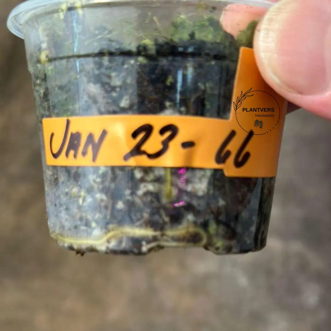 Adansonii Albo potted Plant