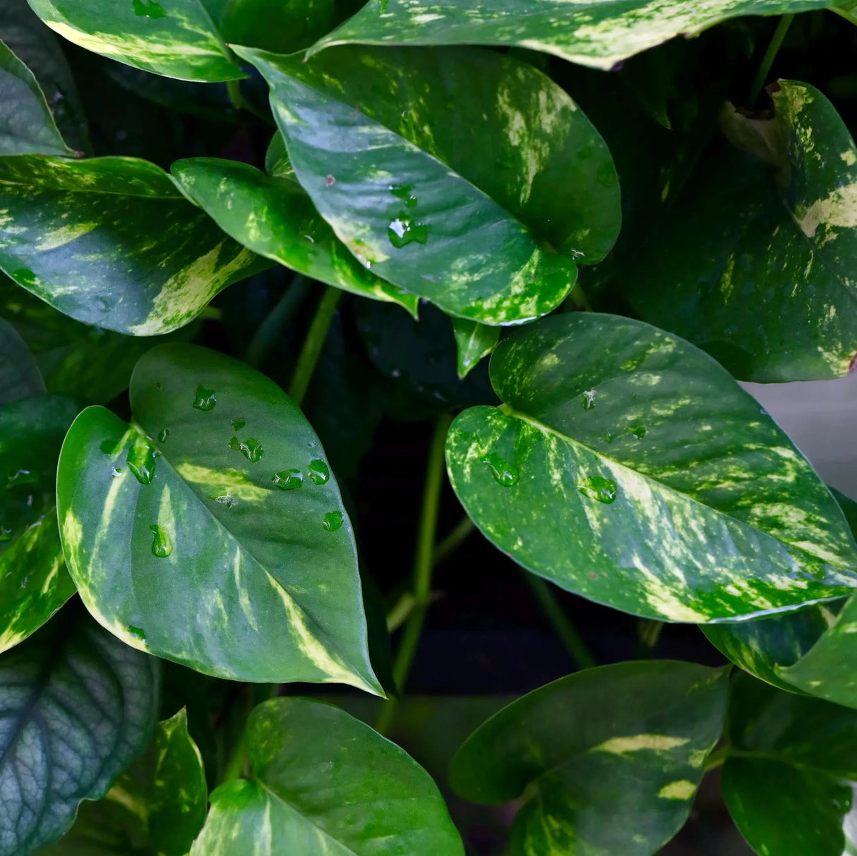 Golden Pothos Cuttings - Low Light Indoor Plants - Green Vines Pothos Plant