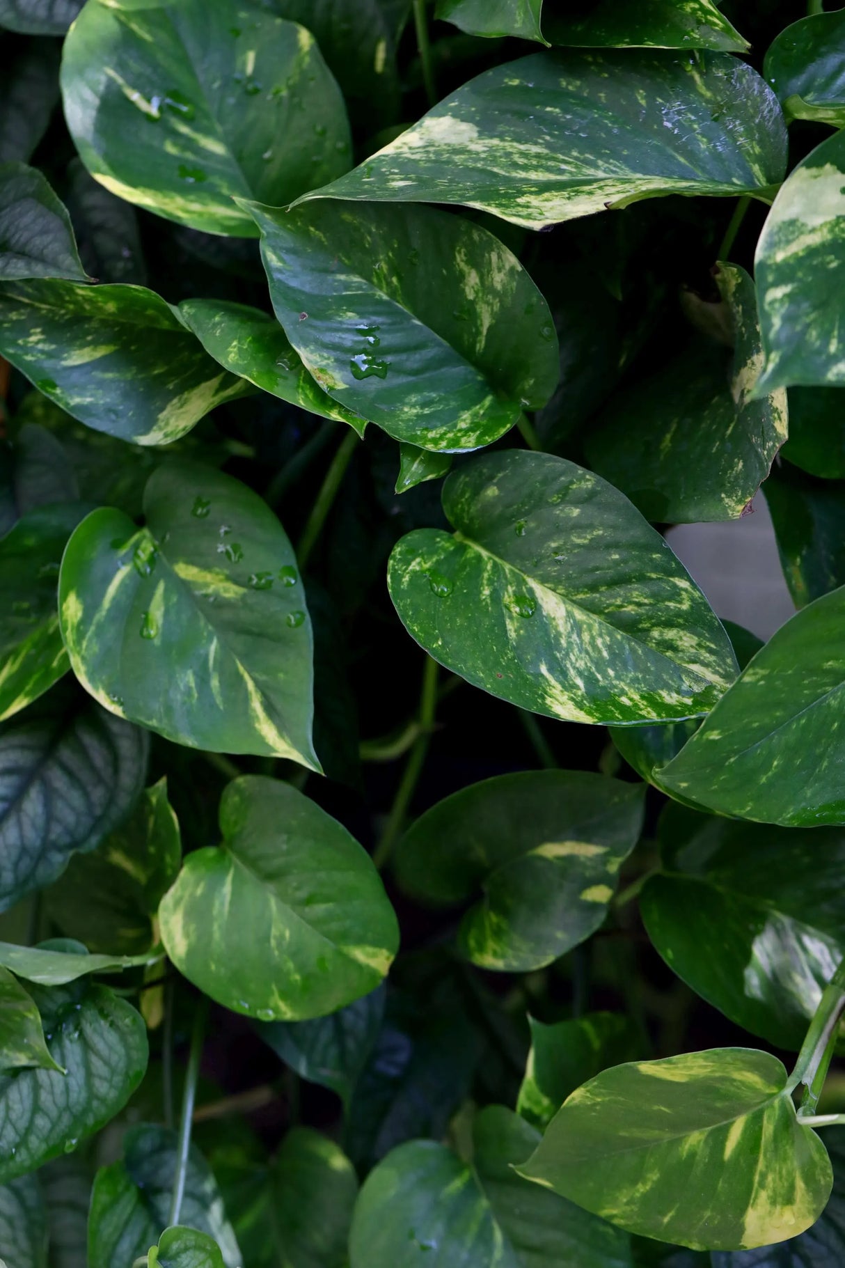 Golden Pothos Cuttings - Low Light Indoor Plants - Green Vines Pothos Plant