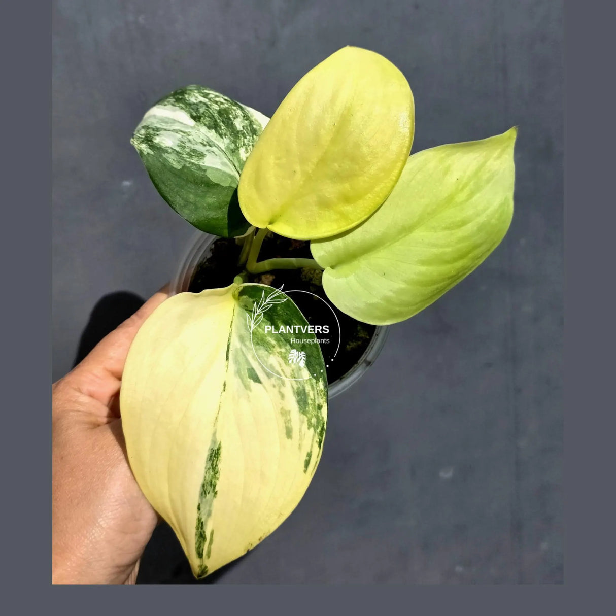 Scindapsus Jade Satin Variegated - Yellow Variegation - (June-22-12)