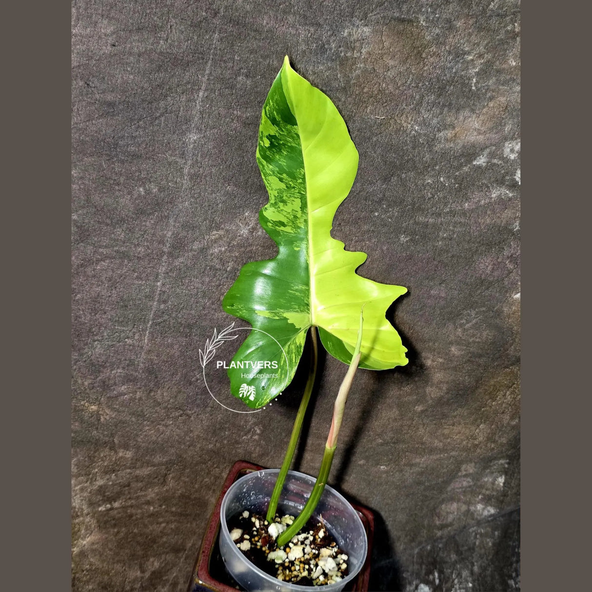 Variegated Philodendron Florida Beauty x Mayoi - (June-5-80)