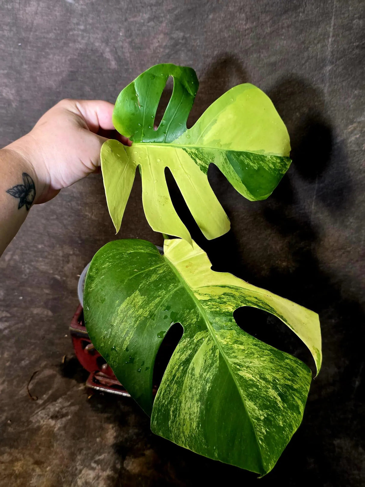 Monstera Aurea Variegated Borsigiana - Monstera Marmota - (June-5-75)
