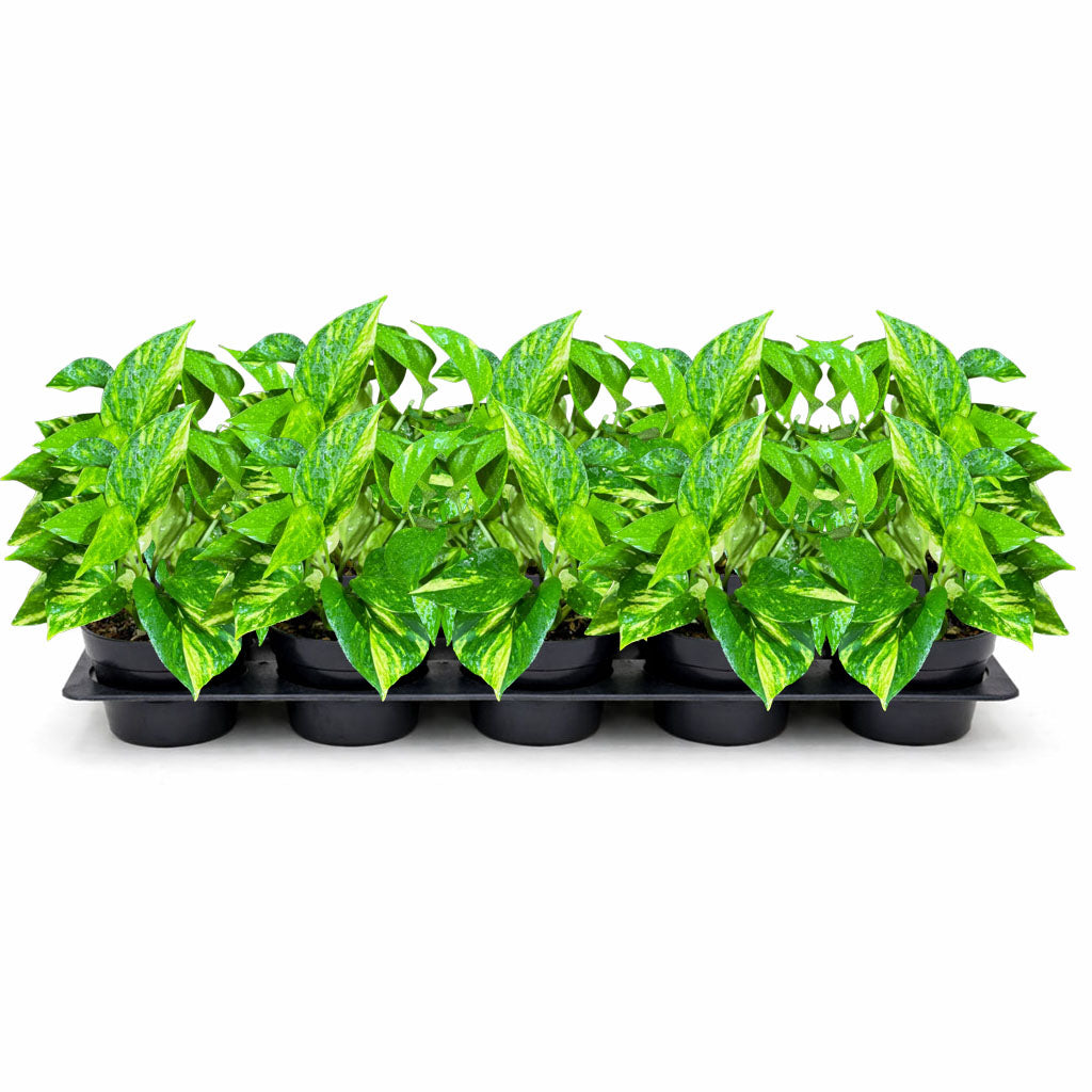 4" Golden Pothos (Wholesale Indoor Plant Case of 10 Pots)