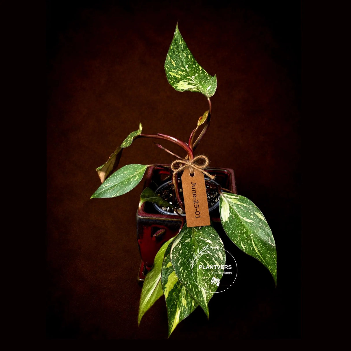 Philodendron Orange Princess Variegated - Rare Aroid Live Plant - Orange Princess Marble