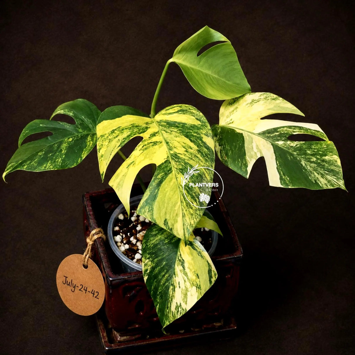Variegated Monstera Aurea Live Plant - Rare Yellow Variegated Monstera Borsigiana - Collector Grade Houseplant - US Seller