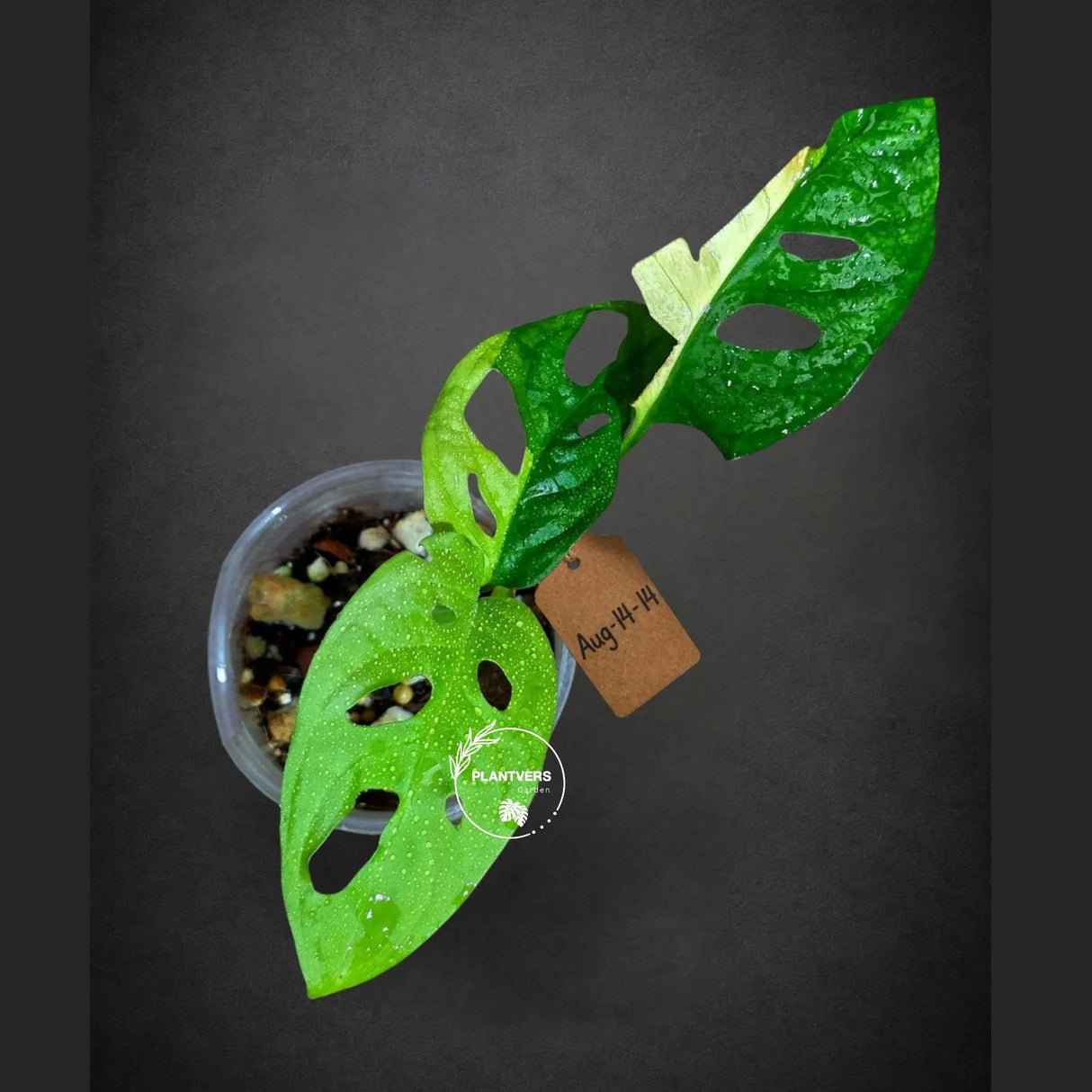 Variegated Monstera Adansonii Albo Plant - Rare Swiss Cheese EXACT Same Plant - US Seller