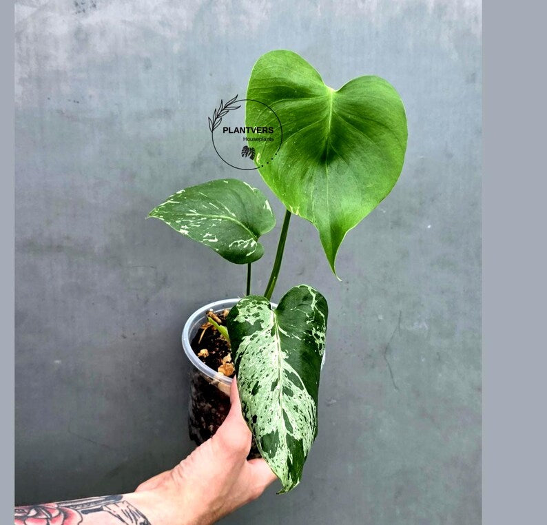 Rare Monstera Bulbasaur Variegated Plant - Exact Plant (June-17-33)