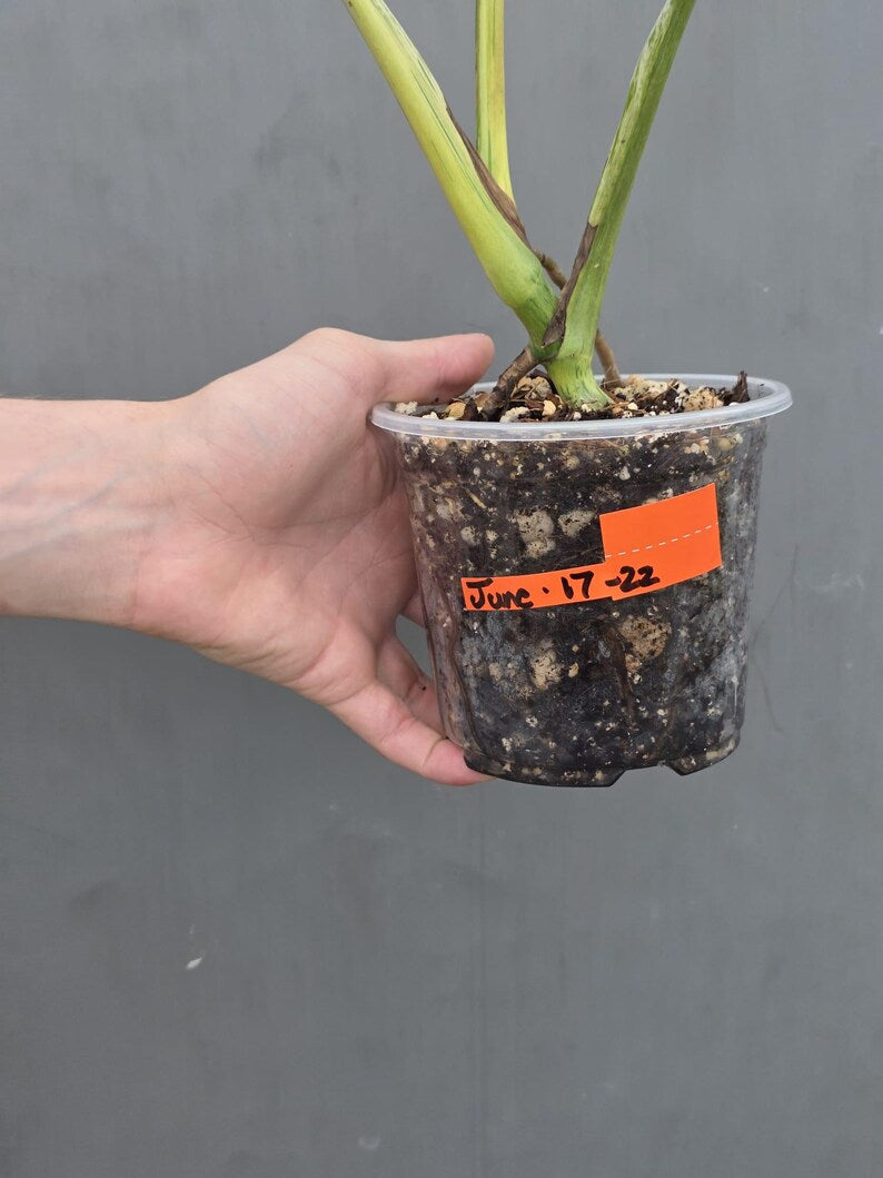 Rare Monstera Bulbasaur Variegated Plant - Exact Plant (June-17-22)