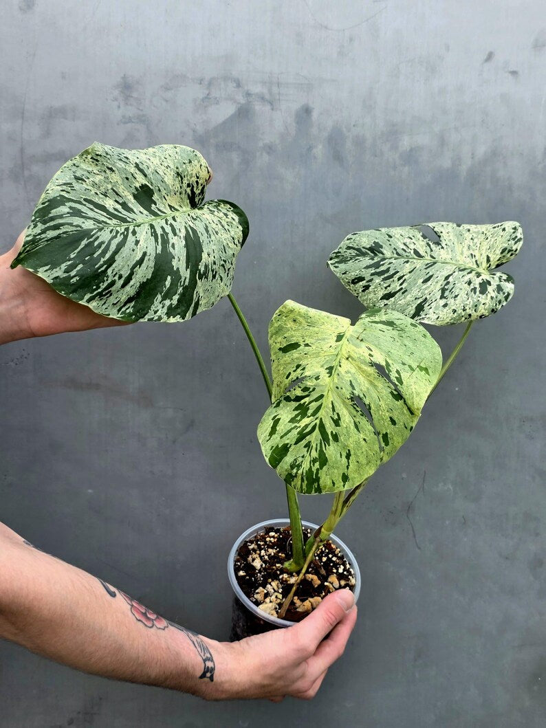 Rare Monstera Bulbasaur Variegated Plant - Exact Plant (June-17-22)