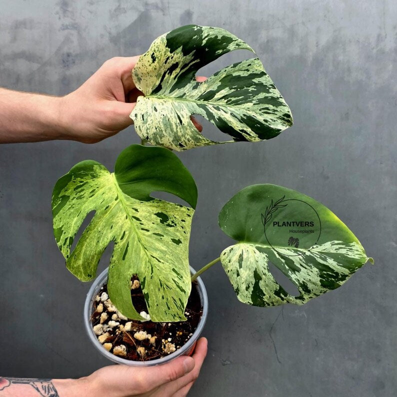 Rare Monstera Bulbasaur Variegated Plant - Exact Plant (June-17-21)