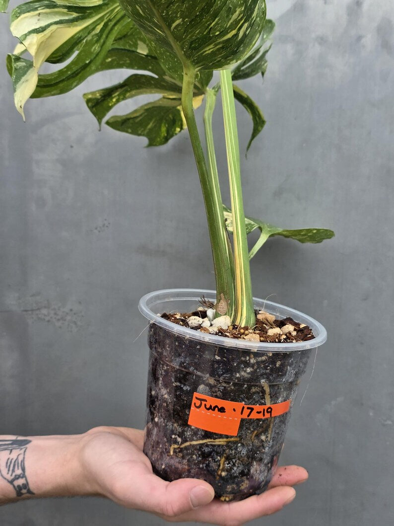 Monstera Deliciosa Medusa Variegated - Rare Exact Plant (17-19)