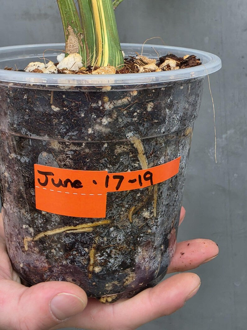 Monstera Deliciosa Medusa Variegated - Rare Exact Plant (17-19)