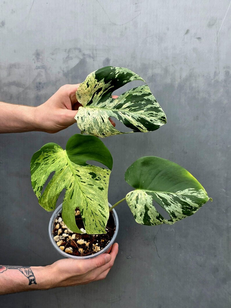 Rare Monstera Bulbasaur Variegated Plant - Exact Plant (June-17-21)
