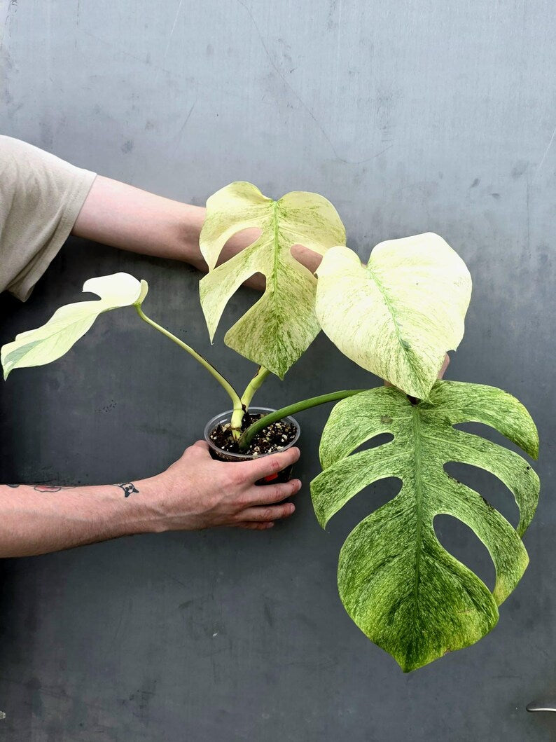 Variegated Monstera Mint Jungle Mint - Exact Plant (June-17-32)