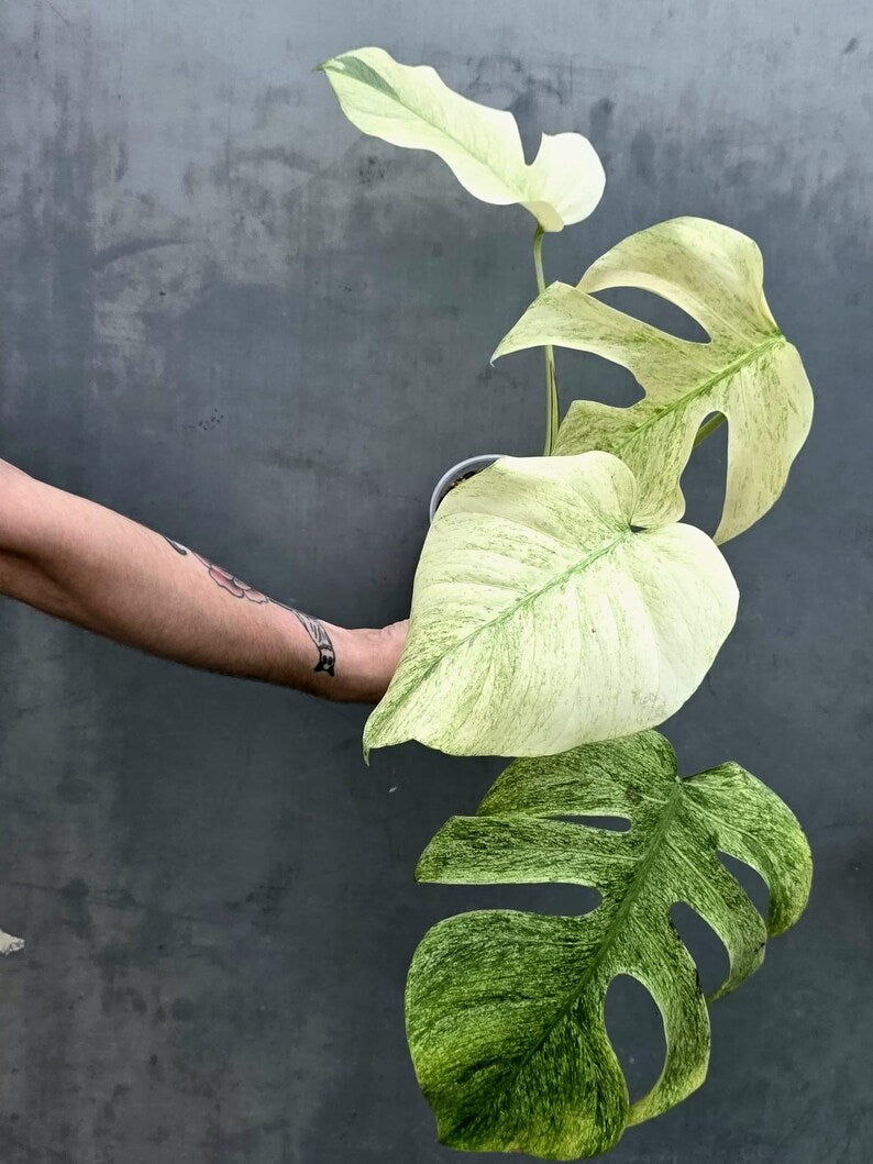 Variegated Monstera Mint Jungle Mint - Exact Plant (June-17-32)