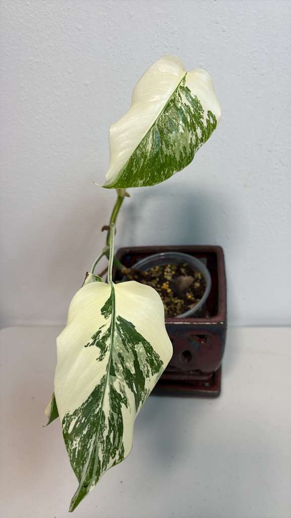 Variegated Monstera Albo EXACT Plant - Rare White Albo Baby Leaf Plant - US Seller