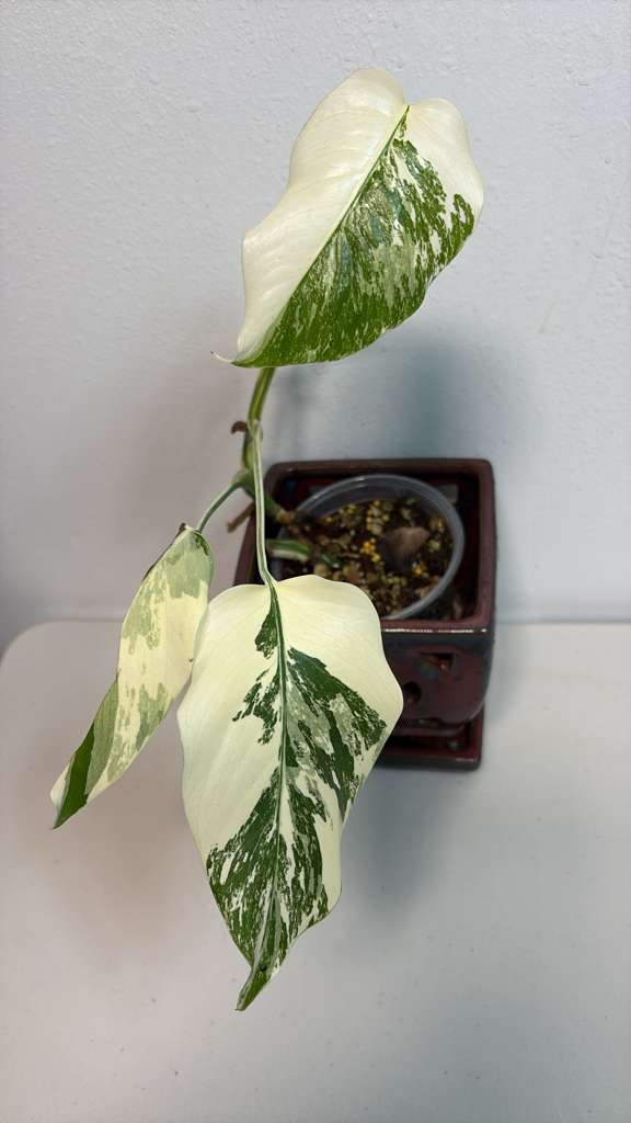 Variegated Monstera Albo EXACT Plant - Rare White Albo Baby Leaf Plant - US Seller