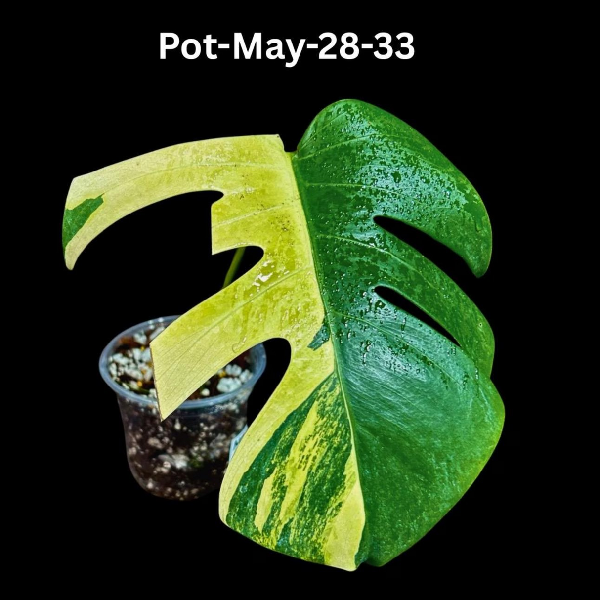 Variegated Monstera Borsigiana Aurea EXACT Plant - Monstera Aurea Variegata Pot - Monstera Marmota - SAME Plant as images - US Seller