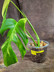 Monstera Borsigiana Aurea Variegated (Aug-25-30)