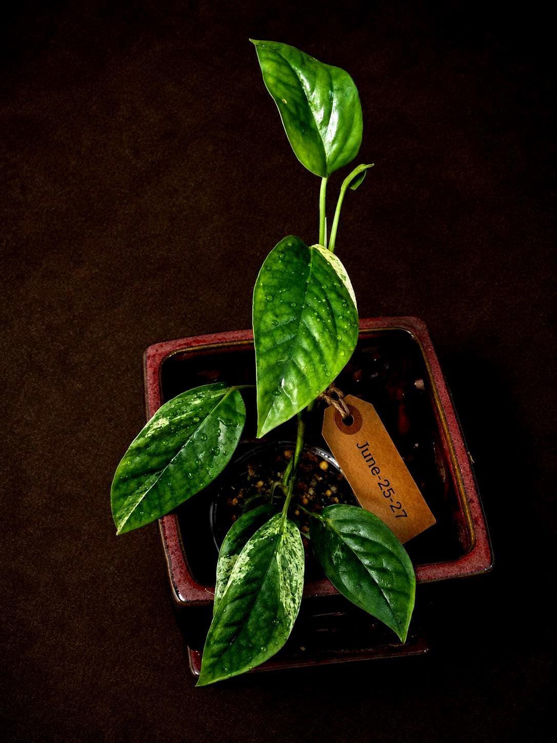 Epipremnum Pinnatum Albo Variegated - Climbing Aroid - (June-25-27)