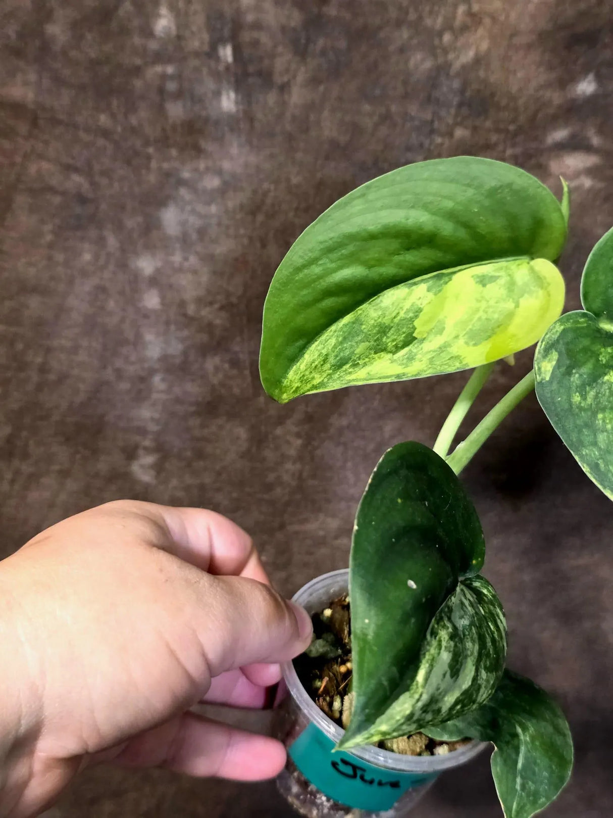Scindapsus Jade Satin Variegated - Yellow Variegation - (June-21-63)