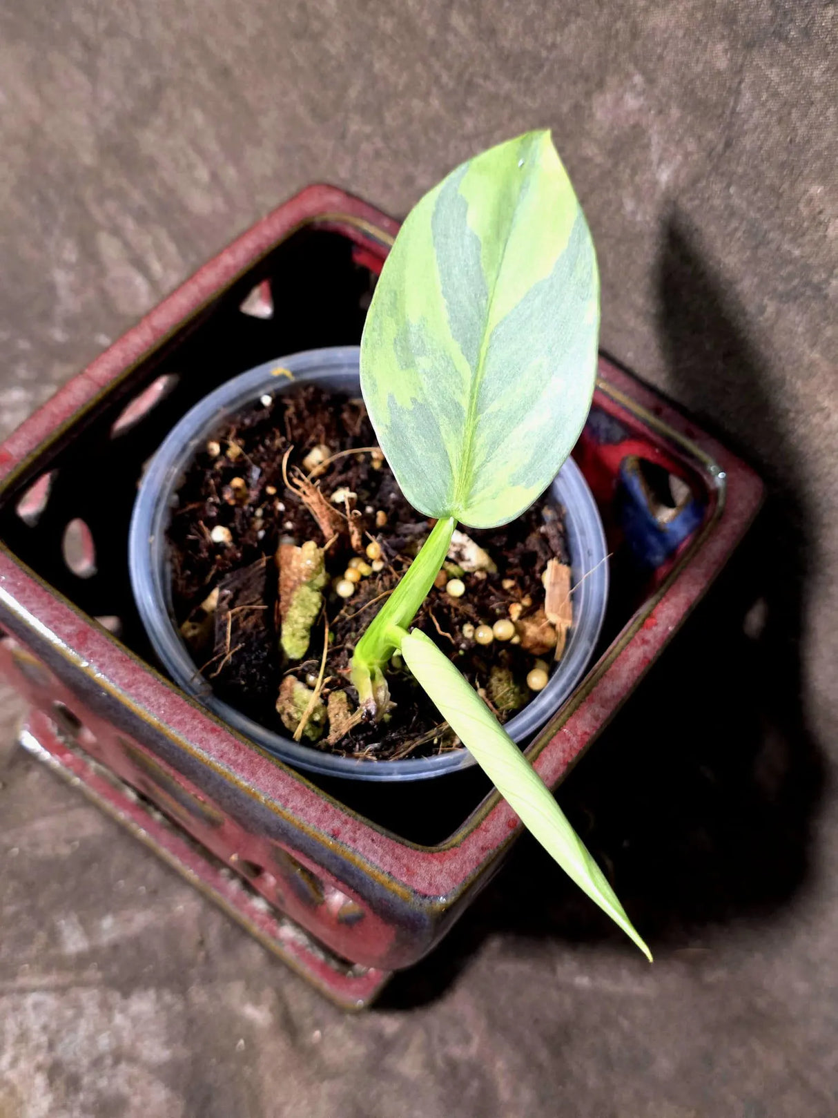 Philodendron Silver Sword Variegated - Rare Exact Plant - (June-21-71)