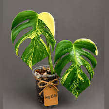 Monstera Borsigiana Aurea Variegated (Aug-25-30)