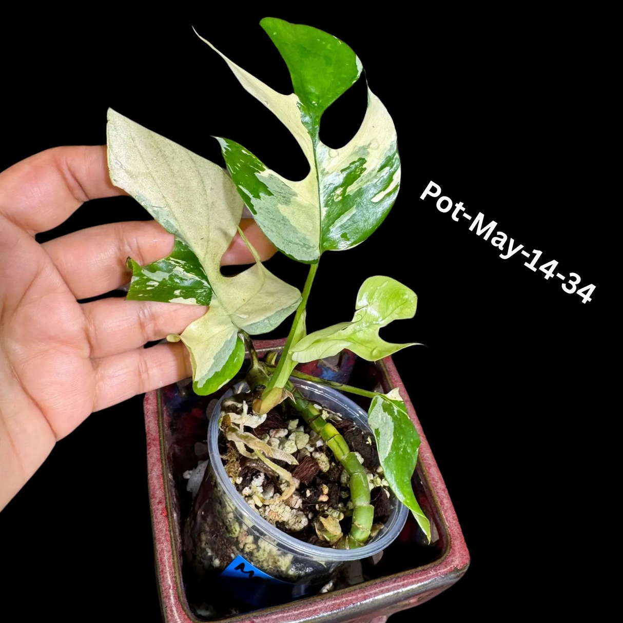 Rare Variegated Rhaphidophora Tetrasperma in a Nursery Pot - Rare Collector Houseplant - Mini Monstera - Beginners Plant - Exact Same Plant