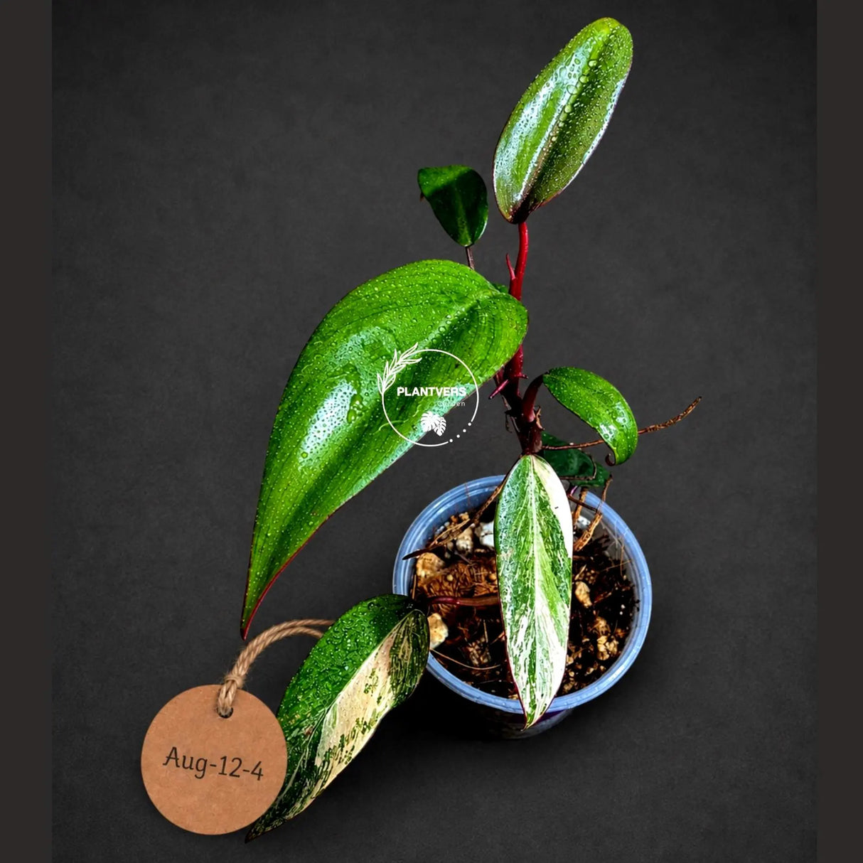Philodendron Strawberry Shake High Variegated Live Plant - EXACT Same Plant - US Seller