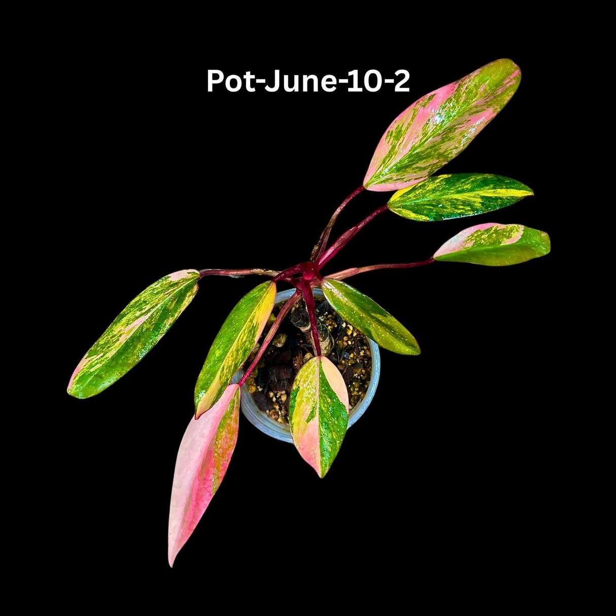 Variegated Philodendron Strawberry Shake Plant Live EXACT - Extremely Rare Strawberry Plant For Collectors - Mother's Day Gift - US Seller