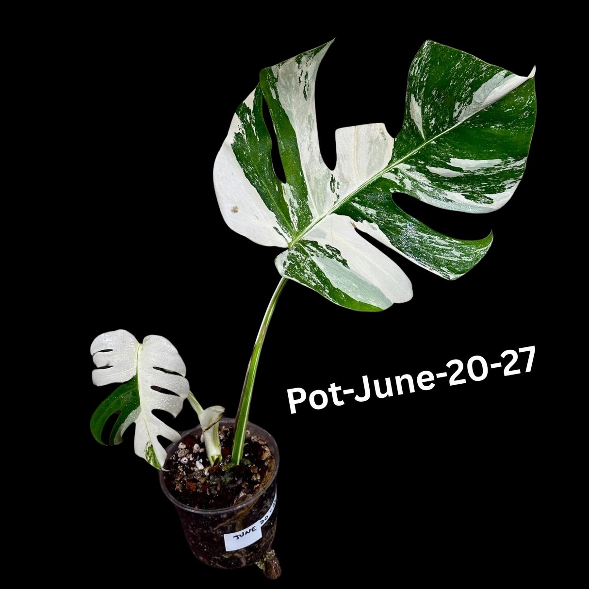 Monstera Albo - Rare Variegated Monstera Borsigiana Albo - Rare Collector Plant - White Monstera Albo Cuts - EXACT Cut or Plant - USA seller