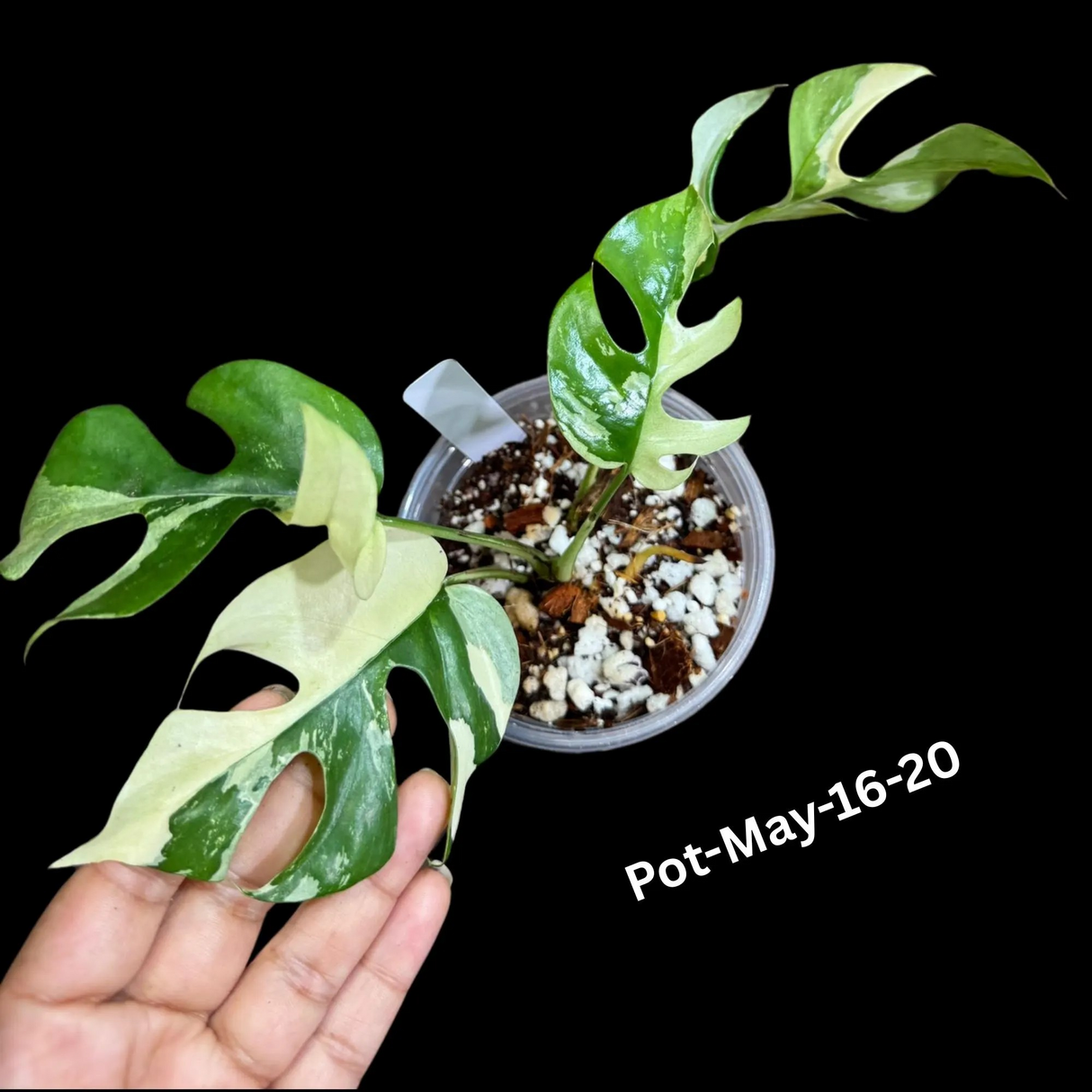 Rare Variegated Rhaphidophora Tetrasperma in a Nursery Pot - Rare Collector Houseplant - Mini Monstera - Beginners Plant - Exact Same Plant