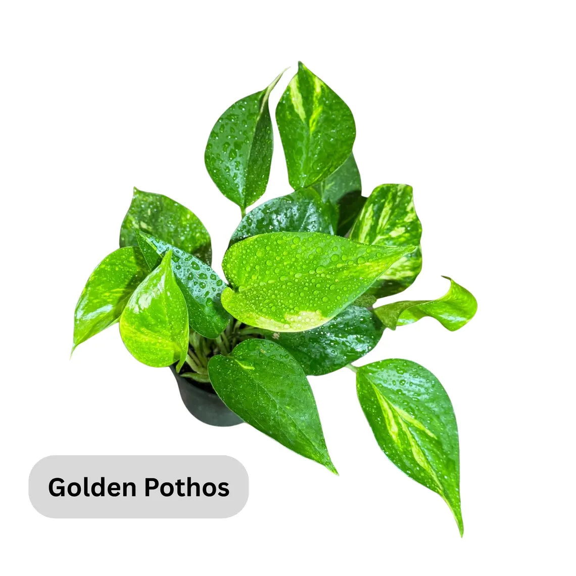 Live Pothos Plants in a Grow Pot - Golden, Neon, Pearl & Jade, N'Joy, Cebu Blue, Jade Pothos -Easy Care Low Light Indoor Plant